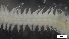  ( - MV21-LG-P217)  @11 [ ] C (2022) Unspecified Biologica Environmental Services