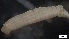  ( - MV21-LG-P226)  @11 [ ] C (2022) Unspecified Biologica Environmental Services