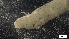  ( - MV21-LG-P241)  @11 [ ] C (2022) Unspecified Biologica Environmental Services