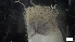  ( - MV21-LG-P345)  @11 [ ] C (2022) Unspecified Biologica Environmental Services