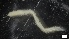  ( - S21-GB-P208)  @11 [ ] C (2022) Unspecified Biologica Environmental Services