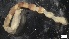  ( - S21-LA-P032)  @11 [ ] C (2022) Unspecified Biologica Environmental Services