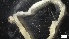  ( - S21-LA-P218)  @11 [ ] C (2022) Unspecified Biologica Environmental Services