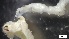  ( - S21-LA-P218)  @11 [ ] C (2022) Unspecified Biologica Environmental Services