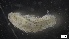  ( - S21-RW-P352)  @11 [ ] C (2022) Unspecified Biologica Environmental Services