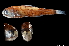  ( - ESSCHA-ME105-05)  @11 [ ] Copyright (2018) Elodie Vourey Pacific community