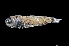  ( - NEC3003-M074-19c)  @11 [ ] Copyright (2019) Elodie Vourey Pacific Community