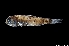 ( - NEC3008-M080-38c)  @11 [ ] Copyright (2019) Elodie Vourey Pacific Community
