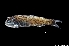  ( - NEC3008-M080-38d)  @11 [ ] Copyright (2019) Elodie Vourey Pacific Community