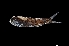  ( - NEC3019-M100-07a)  @11 [ ] Copyright (2019) Elodie Vourey Pacific Community