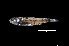  ( - NEC3019-M100-07d)  @11 [ ] Copyright (2019) Elodie Vourey Pacific Community