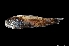  ( - NEC3020-M101-12b)  @11 [ ] Copyright (2019) Elodie Vourey Pacific Community