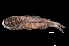  ( - NEC5014-M135-55)  @11 [ ] Copyright (2019) Elodie Vourey Pacific Community