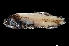  ( - NEC3012-M088-08b)  @11 [ ] Copyright (2019) Elodie Vourey Pacific Community