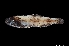  ( - NEC3013-M091-17b)  @11 [ ] Copyright (2019) Elodie Vourey Pacific Community