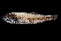  ( - NEC3013-M091-17c)  @11 [ ] Copyright (2019) Elodie Vourey Pacific Community
