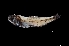  ( - NEC3013-M091-17d)  @11 [ ] Copyright (2019) Elodie Vourey Pacific Community