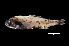  ( - NEC3016-M094-07b)  @11 [ ] Copyright (2019) Elodie Vourey Pacific Community