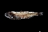  ( - NEC3016-M094-07c)  @11 [ ] Copyright (2019) Elodie Vourey Pacific Community