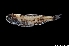  ( - NEC3021-M102-09)  @11 [ ] Copyright (2019) Elodie Vourey Pacific Community