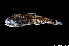  ( - NEC5010-M127-222)  @11 [ ] Copyright (2019) Elodie Vourey Pacific Community