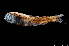  ( - NEC4003-M108-48d)  @11 [ ] Copyright (2019) Elodie Vourey Pacific Community