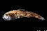  ( - NEC4003-M108-48e)  @11 [ ] Copyright (2019) Elodie Vourey Pacific Community