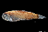  ( - ESSCHA-MI112-07)  @11 [ ] Copyright (2018) Elodie Vourey Pacific community