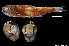  ( - ESSCHA-MI112-05)  @11 [ ] Copyright (2018) Elodie Vourey Pacific community