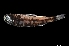  ( - NEC5014-M134-25)  @11 [ ] Copyright (2019) Elodie Vourey Pacific Community