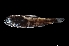  ( - NEC5014-M134-26)  @11 [ ] Copyright (2019) Elodie Vourey Pacific Community