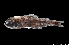  ( - NEC5017-M139-167)  @11 [ ] Copyright (2019) Elodie Vourey Pacific Community