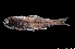  ( - NEC5017-M139-168)  @11 [ ] Copyright (2019) Elodie Vourey Pacific Community