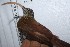  ( - MUSM-Orn-02820)  @11 [ ] CreativeCommons - Attribution Non-Commercial Share-Alike (2018) MHN-UNMSM Universidad Nacional Mayor de San Marcos, Museo de Historia Natural