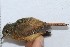  ( - MUSM-Orn-02917)  @11 [ ] CreativeCommons - Attribution Non-Commercial Share-Alike (2018) MHN-UNMSM Universidad Nacional Mayor de San Marcos, Museo de Historia Natural