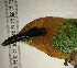  ( - MUSM-Orn-02951)  @11 [ ] CreativeCommons - Attribution Non-Commercial Share-Alike (2018) MHN-UNMSM Universidad Nacional Mayor de San Marcos, Museo de Historia Natural