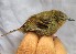  ( - MUSM-Orn-03072)  @11 [ ] CreativeCommons - Attribution Non-Commercial Share-Alike (2018) MHN-UNMSM Universidad Nacional Mayor de San Marcos, Museo de Historia Natural