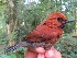  ( - MUSM-Orn-03087)  @11 [ ] CreativeCommons - Attribution Non-Commercial Share-Alike (2018) MHN-UNMSM Universidad Nacional Mayor de San Marcos, Museo de Historia Natural