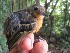  ( - MUSM-Orn-03107)  @11 [ ] CreativeCommons - Attribution Non-Commercial Share-Alike (2018) MHN-UNMSM Universidad Nacional Mayor de San Marcos, Museo de Historia Natural