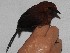  ( - MUSM-Orn-03341b)  @11 [ ] CreativeCommons - Attribution Non-Commercial Share-Alike (2018) MHN-UNMSM Universidad Nacional Mayor de San Marcos, Museo de Historia Natural