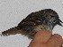  ( - MUSM-Orn-03371)  @11 [ ] CreativeCommons - Attribution Non-Commercial Share-Alike (2018) MHN-UNMSM Universidad Nacional Mayor de San Marcos, Museo de Historia Natural