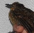  ( - MUSM-Orn-03374)  @11 [ ] CreativeCommons - Attribution Non-Commercial Share-Alike (2018) MHN-UNMSM Universidad Nacional Mayor de San Marcos, Museo de Historia Natural