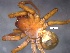 (Cybaeus abchasicus - BGE_00658_A06)  @11 [ ] (nrr) (2025) Ana Ananiashvili ISU