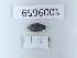  (Aulonogyrus concinus - BGE_00658_B12)  @11 [ ] (nrr) (2025) Ana Ananiashvili ISU