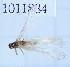  (Protonemura microstyla - BGE_00658_G06)  @11 [ ] (nrr) (2025) Ana Ananiashvili ISU