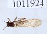  (Nemoura brevipennis cf. macropter - BGE_00658_H07)  @11 [ ] (nrr) (2025) Ana Ananiashvili ISU