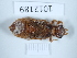  (Onychogomphus albotibialis - BGE_00658_F10)  @11 [ ] (nrr) (2025) Ana Ananiashvili ISU
