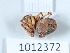  (Larinioides suspicax - BGE_00659_A02)  @11 [ ] (nrr) (2025) Ana Ananiashvili ISU