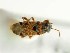  (Ischnocoris punctulatus - BGE_00659_A05)  @11 [ ] (nrr) (2025) Ana Ananiashvili ISU