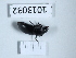  (Dailognatha caraboides - BGE_00659_A10)  @11 [ ] (nrr) (2025) Ana Ananiashvili ISU